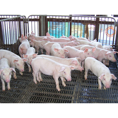 智能养猪设备价格表 石景山科学养猪猪舍价格